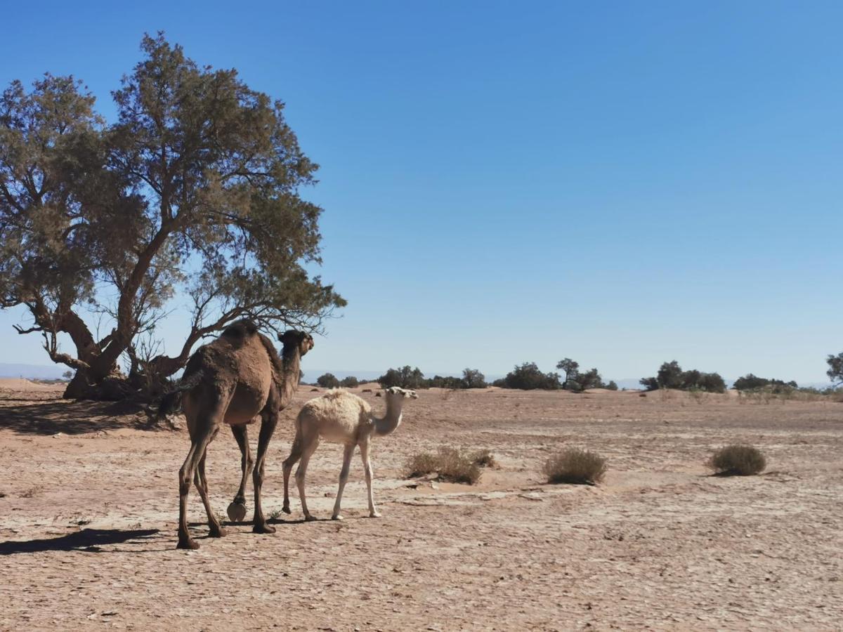 Bivouac Erg Chegaga Nomademoi Otel El Gouera Dış mekan fotoğraf